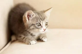 How to Build the Perfect Cat Corner in Your Home