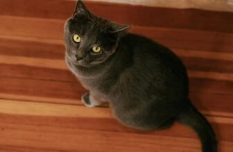 What Is the Best Way to Introduce a New Cat to Your Home?