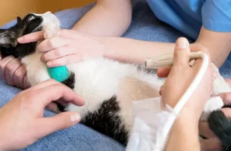 Gadgets Your Feline Will Love