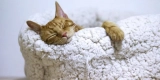 How Do Heated Cat Beds Benefit Your Pet in Winter?