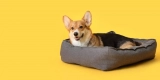 What Are the Advantages of Orthopedic Dog Beds?