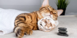 Seasonal Cat Care: Supplies You’ll Need Year-Round